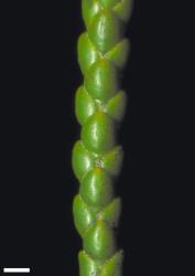 Veronica hectorii subsp. coarctata. Branchlet. Scale = 1 mm.
 Image: W.M. Malcolm © Te Papa CC-BY-NC 3.0 NZ